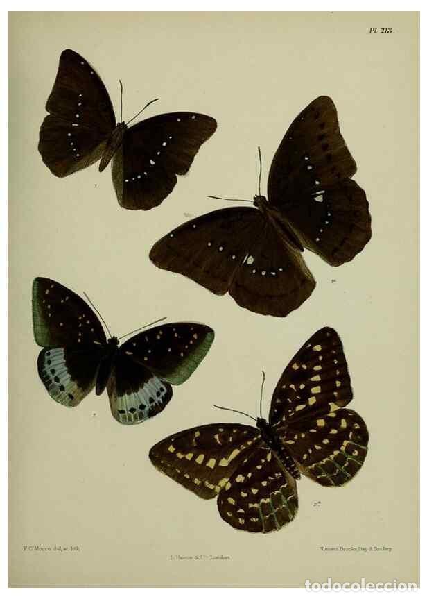 Collection Magazines and Newspapers: Reproducci&oacute;n/Reproduction 40410073944: Lepidoptera indica.. London,1890-1913.. - Moore, Frederic,