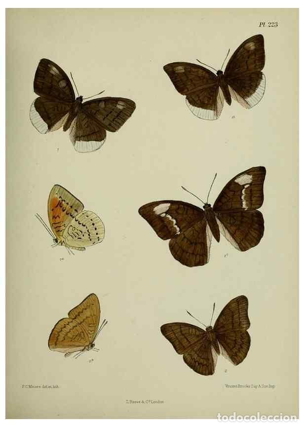 Colecionismo de Revistas e Jornais: Reproducci&oacute;n/Reproduction 40410153824: Lepidoptera indica.. London,1890-1913.. - Moore, Frederic,