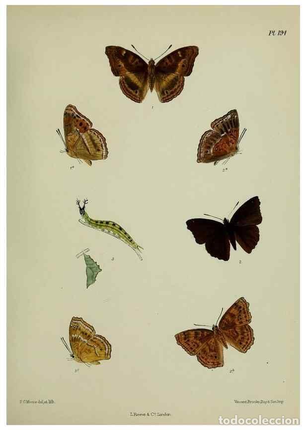 Colecionismo de Revistas e Jornais: Reproducci&oacute;n/Reproduction 41120524801: Lepidoptera indica.. London,1890-1913.. - Moore, Frederic,