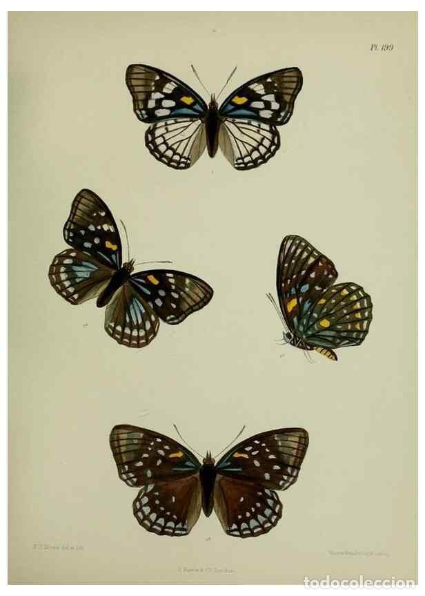 Collectionnisme de Revues et Journaux: Reproducci&oacute;n/Reproduction 26249296117: Lepidoptera indica.. London,1890-1913.. - Moore, Frederic,