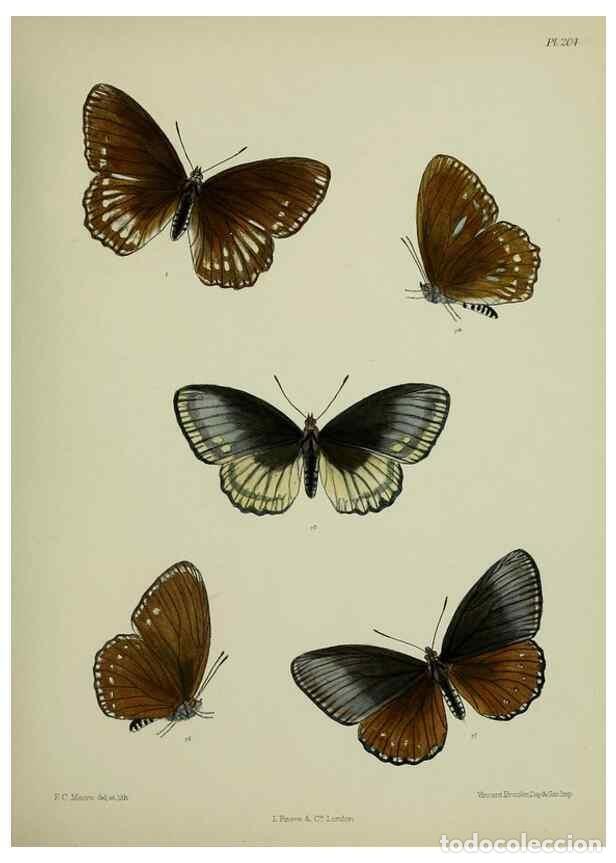 Collection Magazines and Newspapers: Reproducci&oacute;n/Reproduction 40410060604: Lepidoptera indica.. London,1890-1913.. - Moore, Frederic,