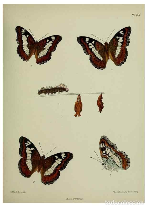 Sammeln von Zeitschriften und Zeitungen: Reproducci&oacute;n/Reproduction 27248068108: Lepidoptera indica.. London,1890-1913.. - Moore, Frederic,