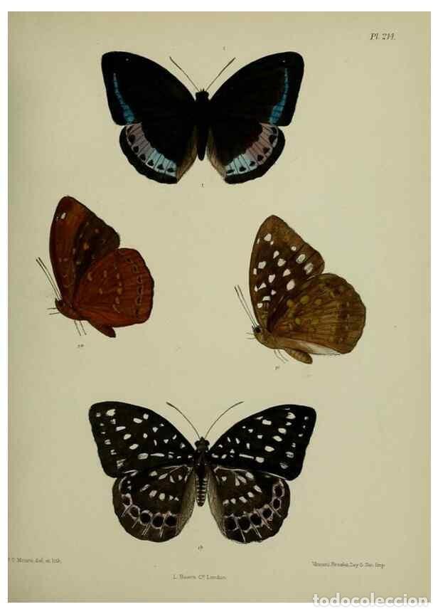 Sammeln von Zeitschriften und Zeitungen: Reproducci&oacute;n/Reproduction 40225980415: Lepidoptera indica.. London,1890-1913.. - Moore, Frederic,