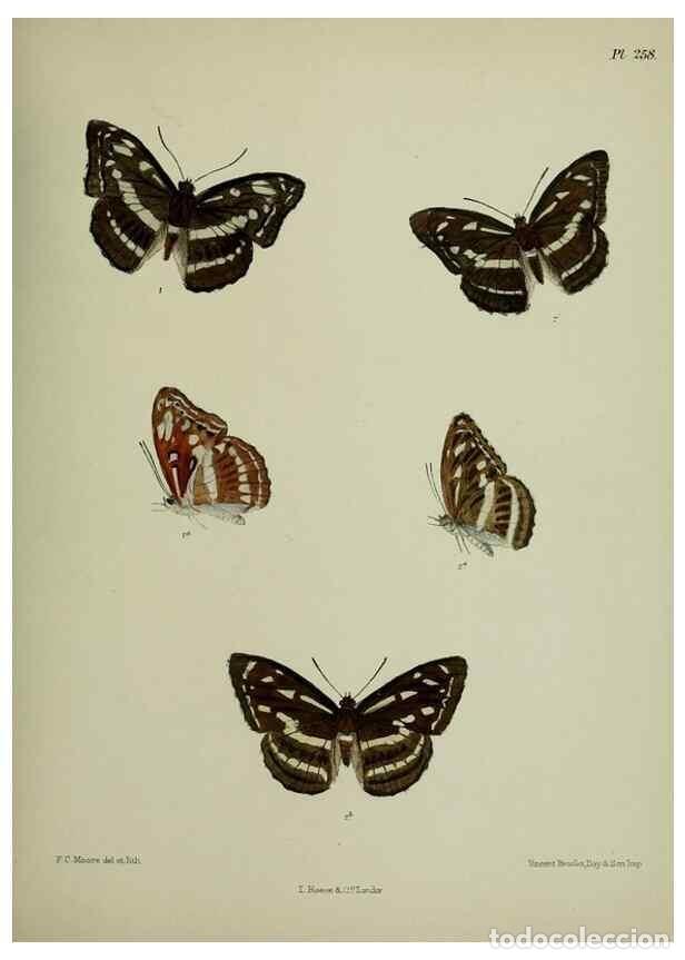 Collectionnisme de Revues et Journaux: Reproducci&oacute;n/Reproduction 40226242005: Lepidoptera indica.. London,1890-1913.. - Moore, Frederic,