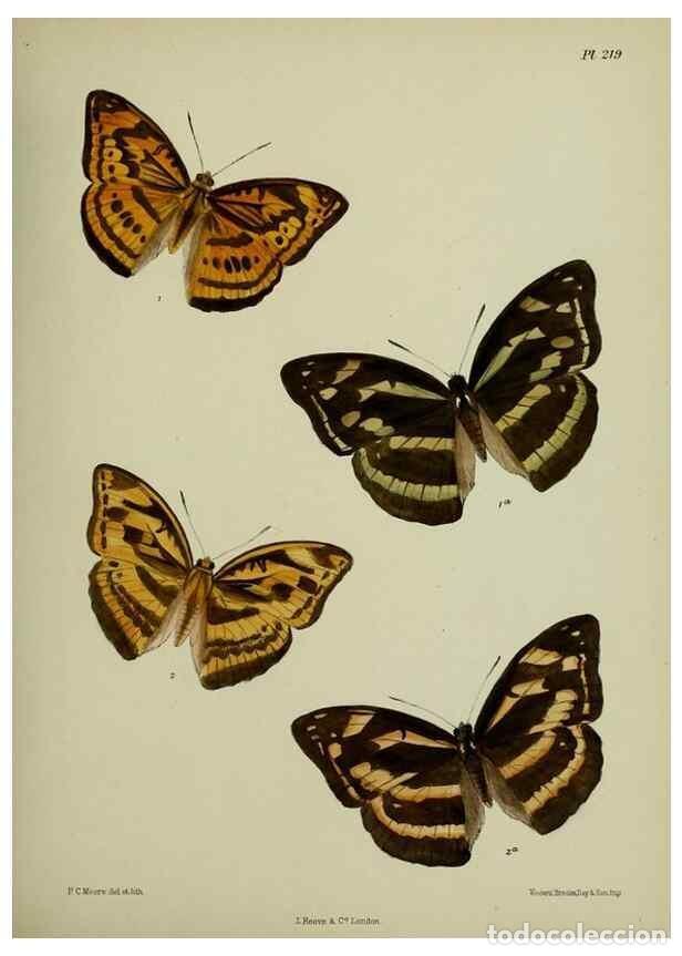 Collezionismo di Riviste e Giornali: Reproducci&oacute;n/Reproduction 41120678301: Lepidoptera indica.. London,1890-1913.. - Moore, Frederic,