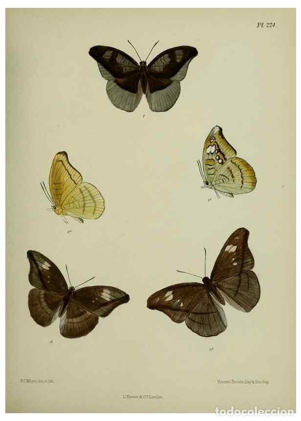 Colecionismo de Revistas e Jornais: Reproducci&oacute;n/Reproduction 26249564927: Lepidoptera indica.. London,1890-1913.. - Moore, Frederic,