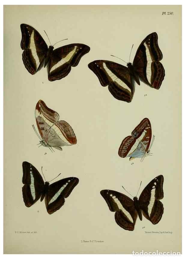 Collection Magazines and Newspapers: Reproducci&oacute;n/Reproduction 39312077310: Lepidoptera indica.. London,1890-1913.. - Moore, Frederic,