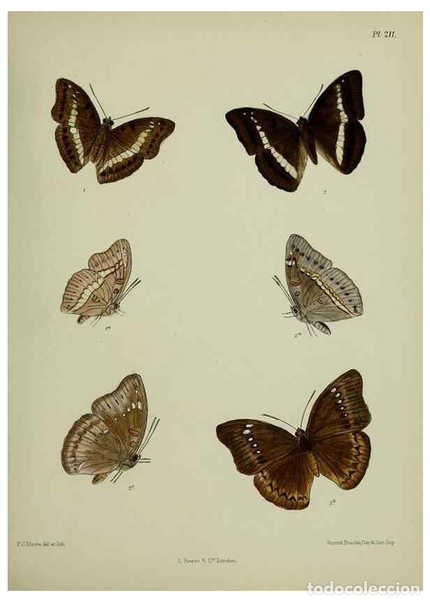 Collectionnisme de Revues et Journaux: Reproducci&oacute;n/Reproduction 41077375632: Lepidoptera indica.. London,1890-1913.. - Moore, Frederic,