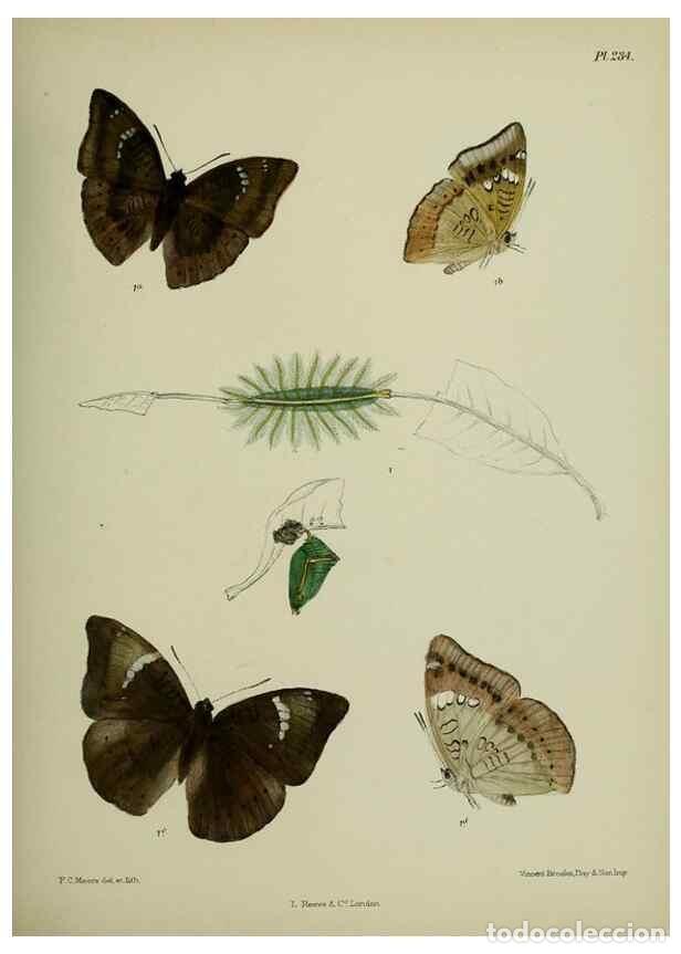 Collection Magazines and Newspapers: Reproducci&oacute;n/Reproduction 40226173775: Lepidoptera indica.. London,1890-1913.. - Moore, Frederic,