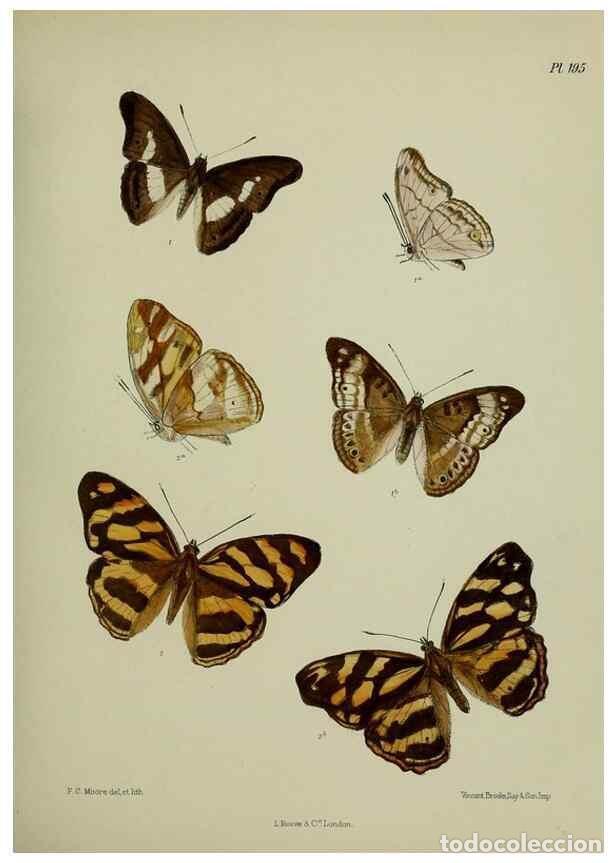 Coleccionismo de revistas y peri&oacute;dicos: Reproducci&oacute;n/Reproduction 41077280532: Lepidoptera indica.. London,1890-1913.. - Moore, Frederic,