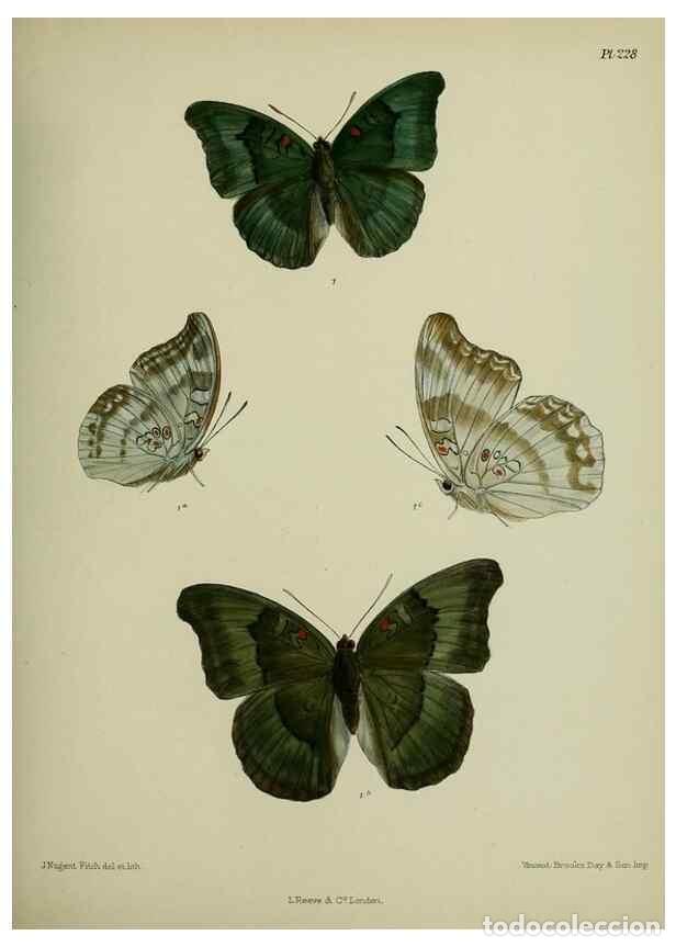 Colecionismo de Revistas e Jornais: Reproducci&oacute;n/Reproduction 41120771171: Lepidoptera indica.. London,1890-1913.. - Moore, Frederic,