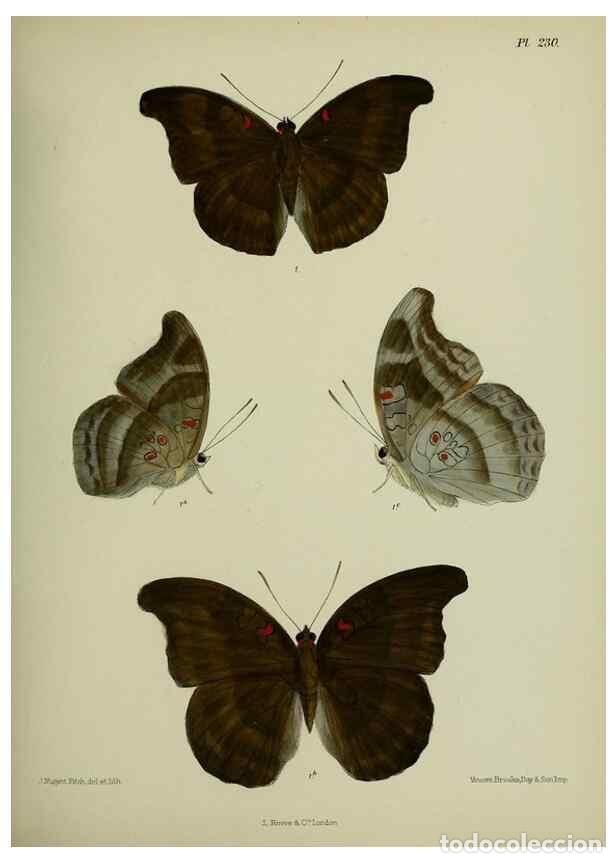 Sammeln von Zeitschriften und Zeitungen: Reproducci&oacute;n/Reproduction 40410225944: Lepidoptera indica.. London,1890-1913.. - Moore, Frederic,