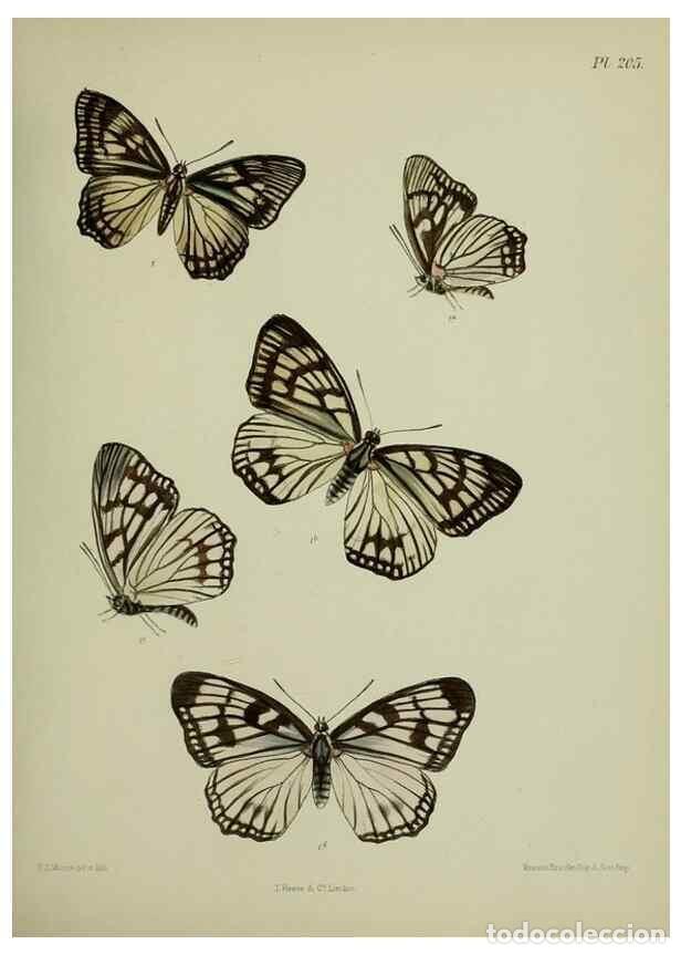 Colecionismo de Revistas e Jornais: Reproducci&oacute;n/Reproduction 26249371157: Lepidoptera indica.. London,1890-1913.. - Moore, Frederic,