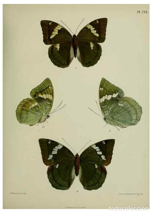 Colecionismo de Revistas e Jornais: Reproducci&oacute;n/Reproduction 39312060990: Lepidoptera indica.. London,1890-1913.. - Moore, Frederic,