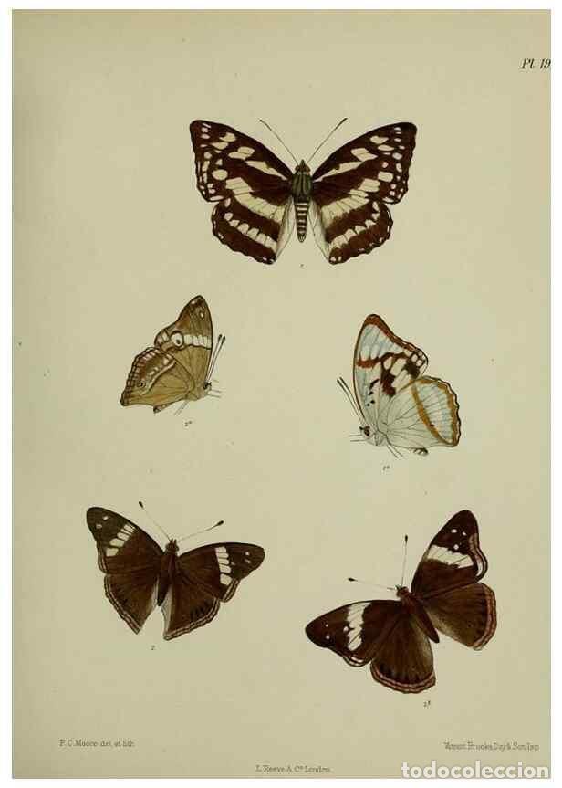 Collectionnisme de Revues et Journaux: Reproducci&oacute;n/Reproduction 39311729080: Lepidoptera indica.. London,1890-1913.. - Moore, Frederic,