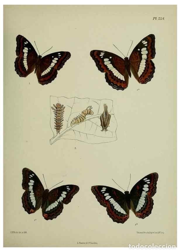 Sammeln von Zeitschriften und Zeitungen: Reproducci&oacute;n/Reproduction 39312093470: Lepidoptera indica.. London,1890-1913.. - Moore, Frederic,