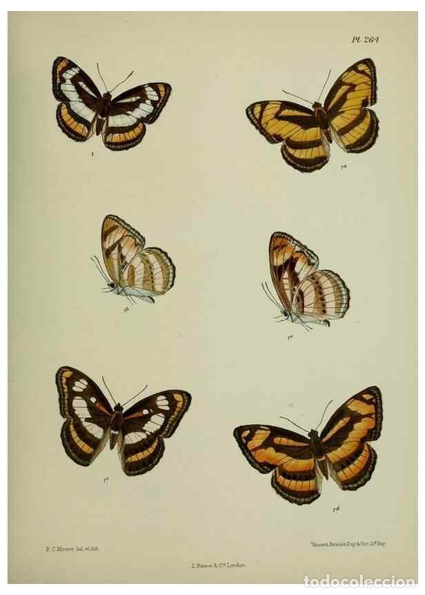 Coleccionismo de revistas y peri&oacute;dicos: Reproducci&oacute;n/Reproduction 40410325194: Lepidoptera indica.. London,1890-1913.. - Moore, Frederic,