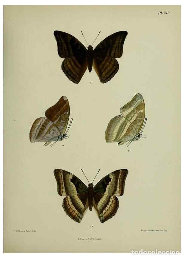Collectionnisme de Revues et Journaux: Reproducci&oacute;n/Reproduction 41077592902: Lepidoptera indica.. London,1890-1913.. - Moore, Frederic,