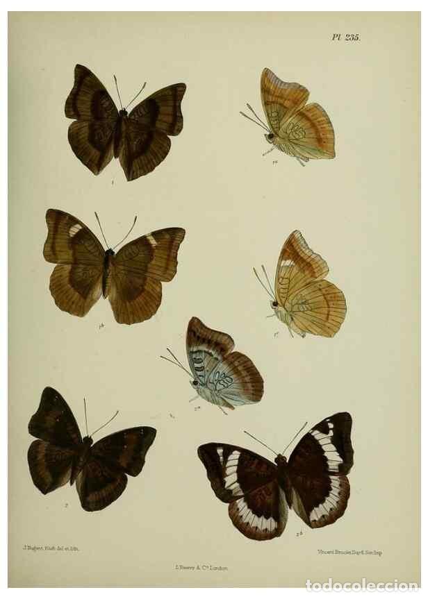 Colecionismo de Revistas e Jornais: Reproducci&oacute;n/Reproduction 41077566172: Lepidoptera indica.. London,1890-1913.. - Moore, Frederic,