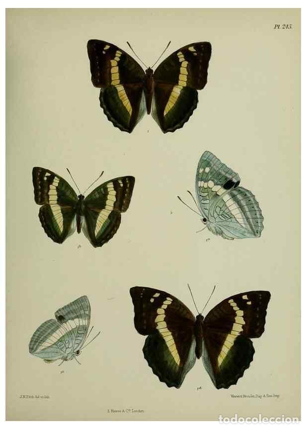 Colecionismo de Revistas e Jornais: Reproducci&oacute;n/Reproduction 41120818621: Lepidoptera indica.. London,1890-1913.. - Moore, Frederic,