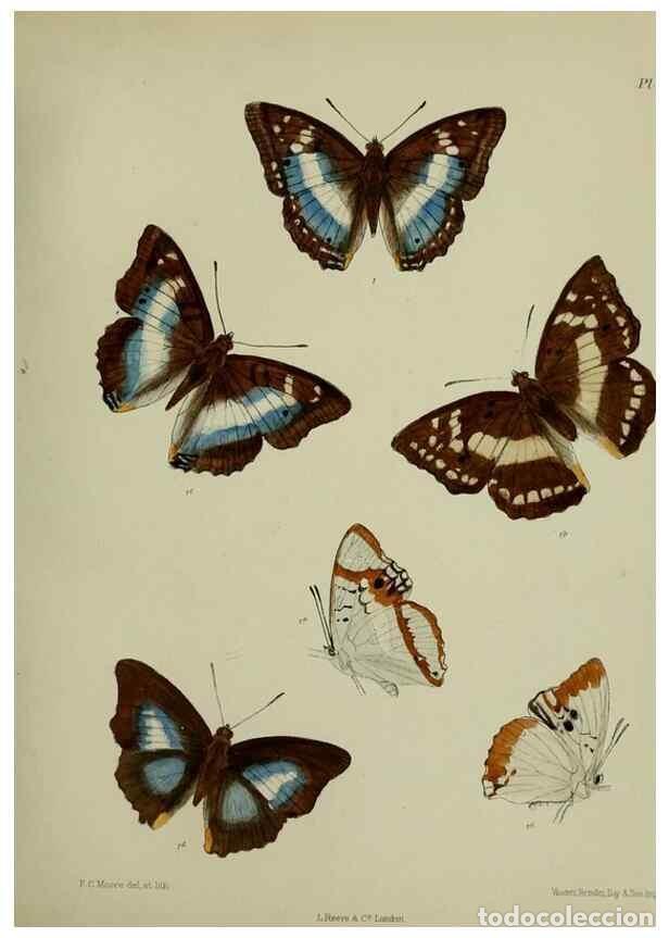 Collection Magazines and Newspapers: Reproducci&oacute;n/Reproduction 27247788578: Lepidoptera indica.. London,1890-1913.. - Moore, Frederic,
