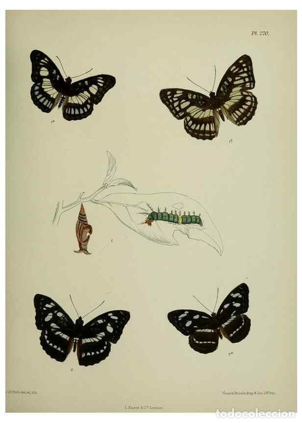 Collection Magazines and Newspapers: Reproducci&oacute;n/Reproduction 26249712567: Lepidoptera indica.. London,1890-1913.. - Moore, Frederic,