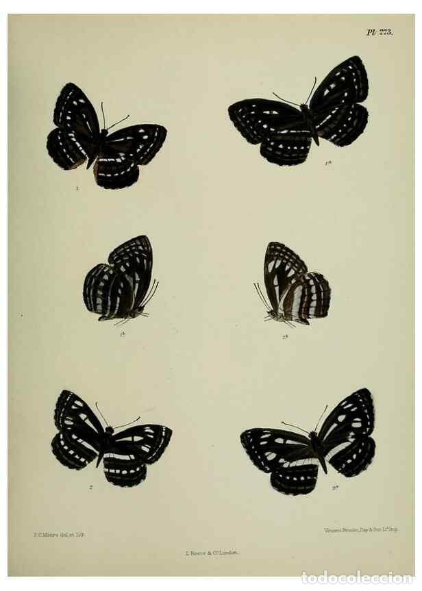 Coleccionismo de Revistas y Peri&oacute;dicos: Reproducci&oacute;n/Reproduction 39312162690: Lepidoptera indica.. London,1890-1913.. - Moore, Frederic,