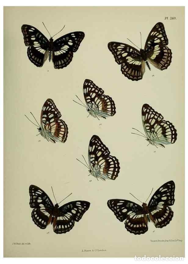 Collectionnisme de Revues et Journaux: Reproducci&oacute;n/Reproduction 27248128188: Lepidoptera indica.. London,1890-1913.. - Moore, Frederic,
