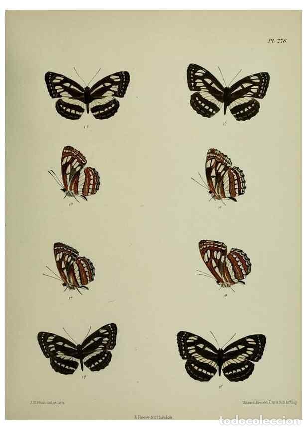 Sammeln von Zeitschriften und Zeitungen: Reproducci&oacute;n/Reproduction 26249737067: Lepidoptera indica.. London,1890-1913.. - Moore, Frederic,