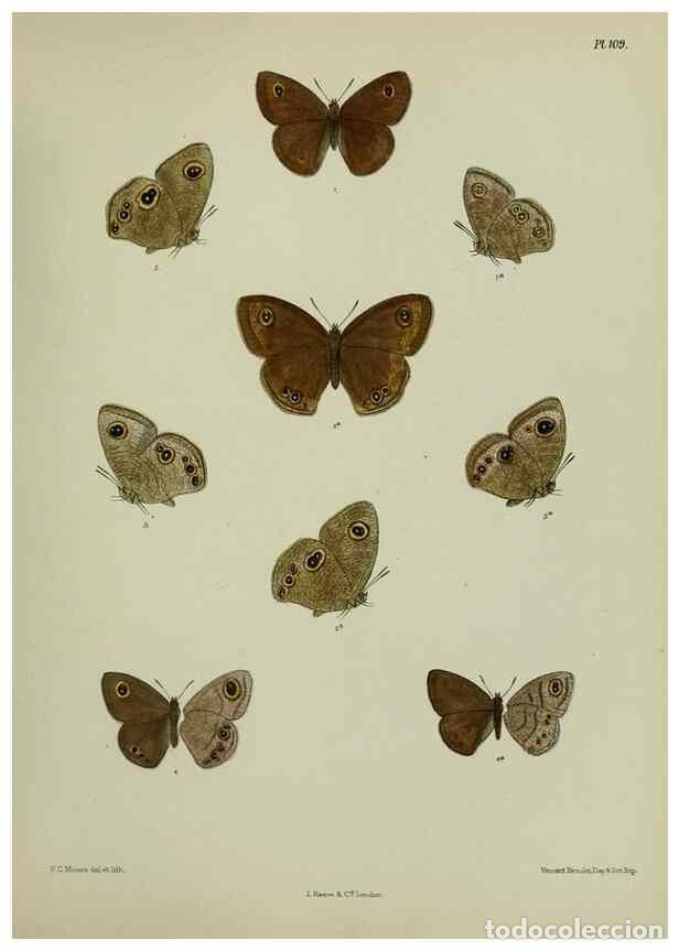 Coleccionismo de revistas y peri&oacute;dicos: Reproducci&oacute;n/Reproduction 25299856648: Lepidoptera indica.. London,1890-1913.. - Moore, Frederic,