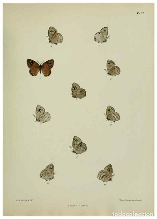 Colecionismo de Revistas e Jornais: Reproducci&oacute;n/Reproduction 39135253222: Lepidoptera indica.. London,1890-1913.. - Moore, Frederic,