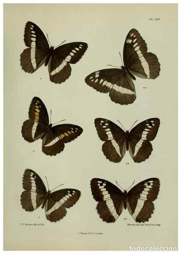 Collection Magazines and Newspapers: Reproducci&oacute;n/Reproduction 25299830348: Lepidoptera indica.. London,1890-1913.. - Moore, Frederic,