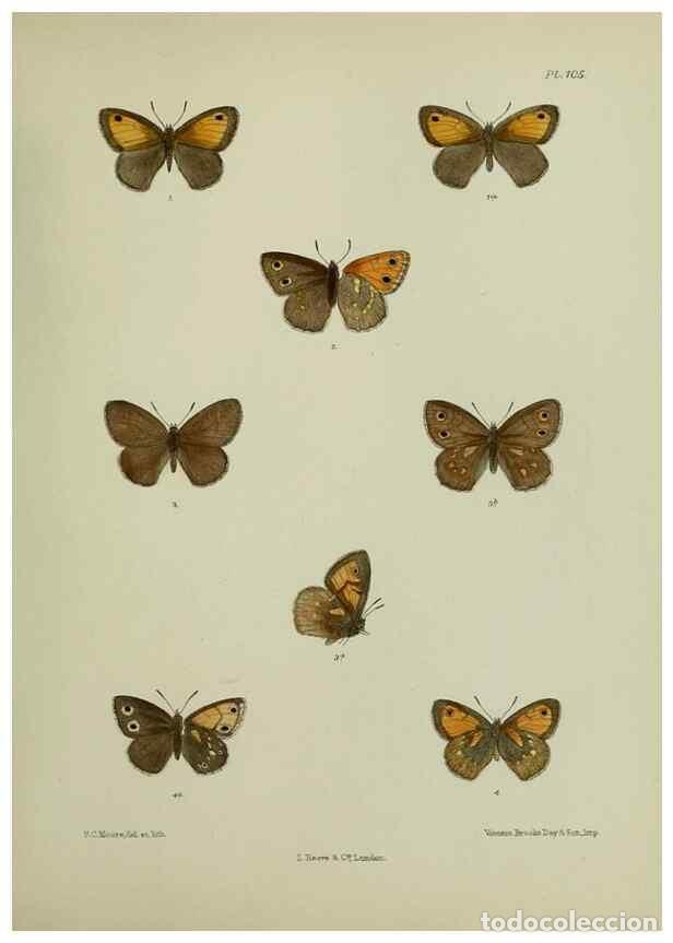 Collezionismo di Riviste e Giornali: Reproducci&oacute;n/Reproduction 27388079239: Lepidoptera indica.. London,1890-1913.. - Moore, Frederic,
