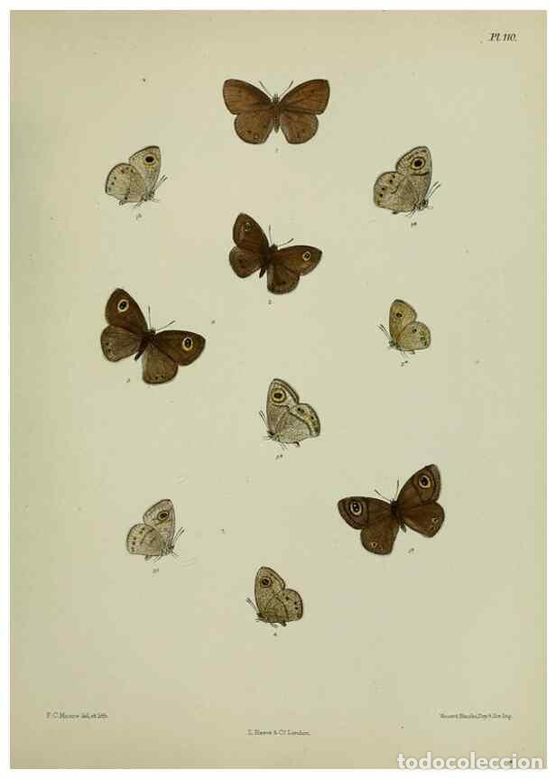 Coleccionismo de Revistas y Peri&oacute;dicos: Reproducci&oacute;n/Reproduction 38457664544: Lepidoptera indica.. London,1890-1913.. - Moore, Frederic,