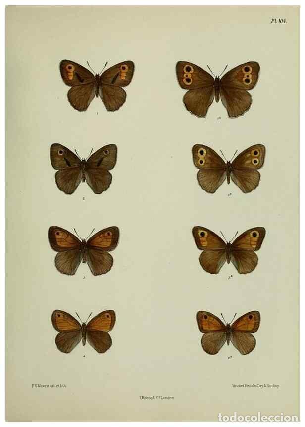 Collectionnisme de Revues et Journaux: Reproducci&oacute;n/Reproduction 38285533415: Lepidoptera indica.. London,1890-1913.. - Moore, Frederic,
