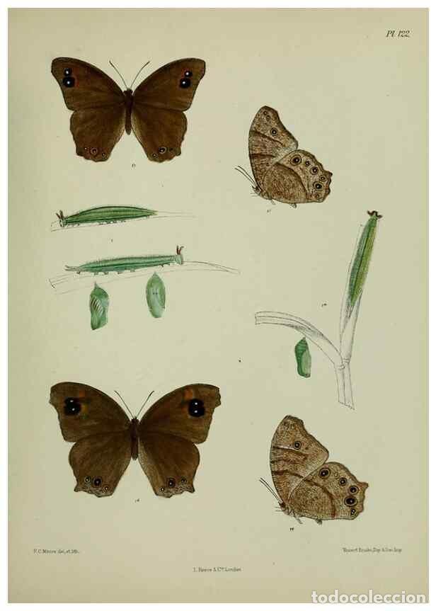 Collection Magazines and Newspapers: Reproducci&oacute;n/Reproduction 24304586087: Lepidoptera indica.. London,1890-1913.. - Moore, Frederic,