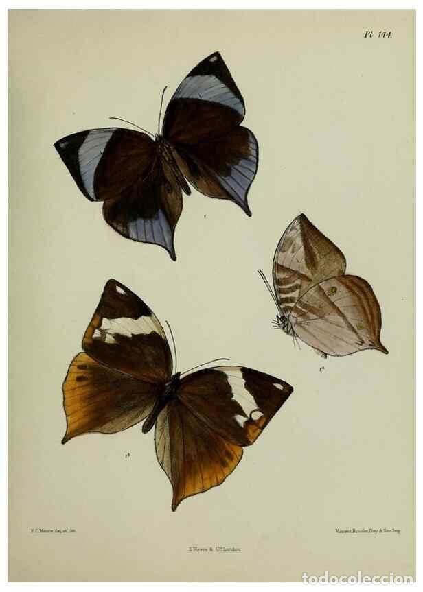 Collection Magazines and Newspapers: Reproducci&oacute;n/Reproduction 24304666577: Lepidoptera indica.. London,1890-1913.. - Moore, Frederic,