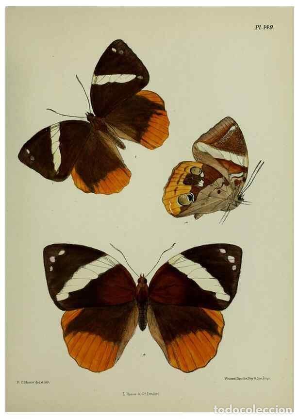 Sammeln von Zeitschriften und Zeitungen: Reproducci&oacute;n/Reproduction 39165649541: Lepidoptera indica.. London,1890-1913.. - Moore, Frederic,