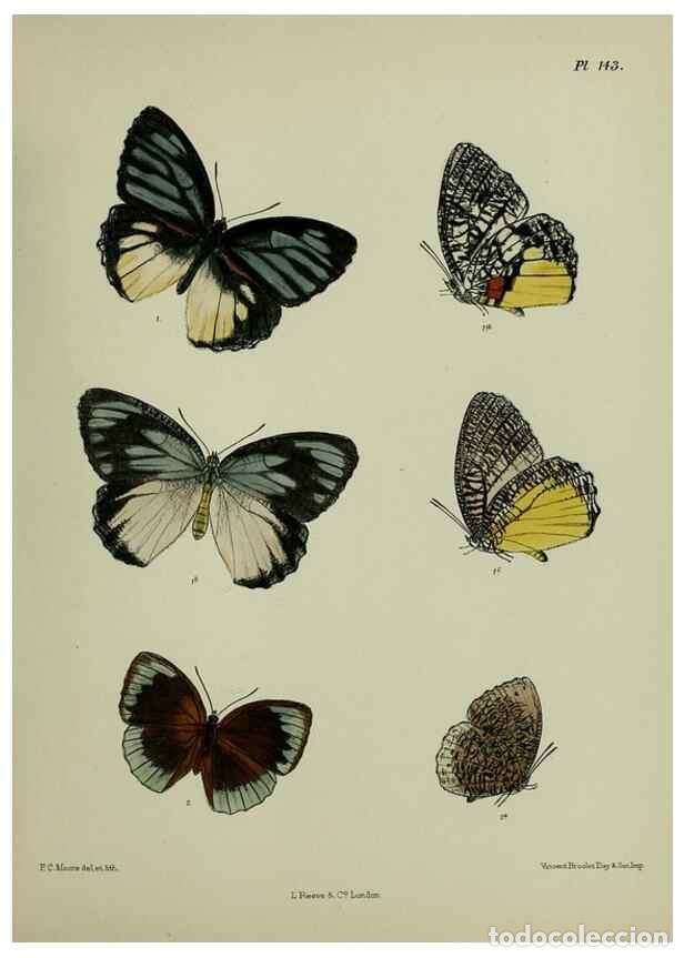 Sammeln von Zeitschriften und Zeitungen: Reproducci&oacute;n/Reproduction 38457743694: Lepidoptera indica.. London,1890-1913.. - Moore, Frederic,