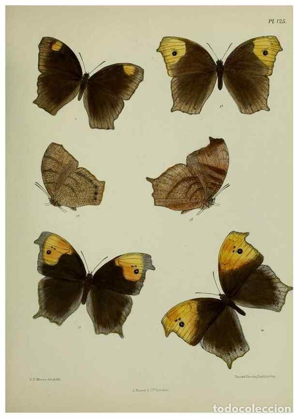 Colecionismo de Revistas e Jornais: Reproducci&oacute;n/Reproduction 24304598287: Lepidoptera indica.. London,1890-1913.. - Moore, Frederic,