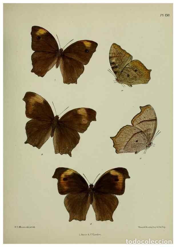 Collezionismo di Riviste e Giornali: Reproducci&oacute;n/Reproduction 27388132379: Lepidoptera indica.. London,1890-1913.. - Moore, Frederic,