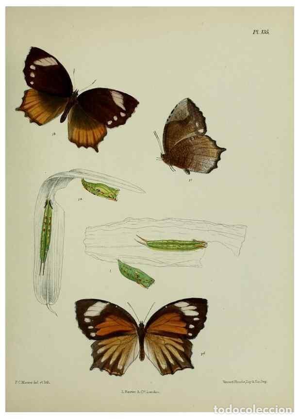 Coleccionismo de Revistas y Peri&oacute;dicos: Reproducci&oacute;n/Reproduction 27388150449: Lepidoptera indica.. London,1890-1913.. - Moore, Frederic,