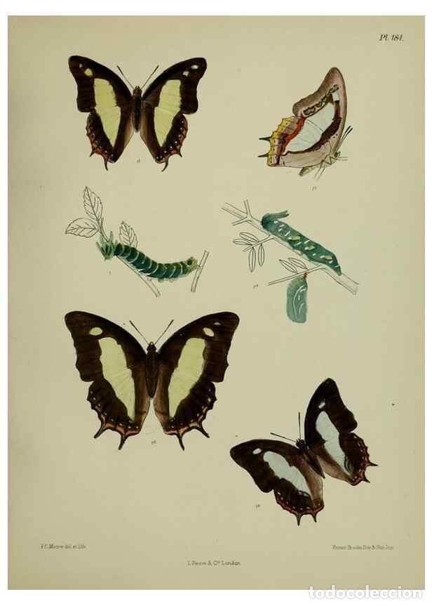 Collectionnisme de Revues et Journaux: Reproducci&oacute;n/Reproduction 24304739627: Lepidoptera indica.. London,1890-1913.. - Moore, Frederic,