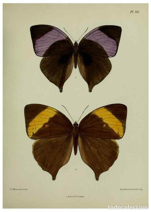 Colecionismo de Revistas e Jornais: Reproducci&oacute;n/Reproduction 24304668657: Lepidoptera indica.. London,1890-1913.. - Moore, Frederic,