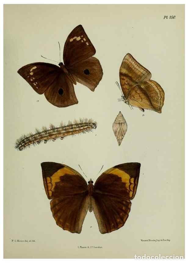 Colecionismo de Revistas e Jornais: Reproducci&oacute;n/Reproduction 39135335612: Lepidoptera indica.. London,1890-1913.. - Moore, Frederic,