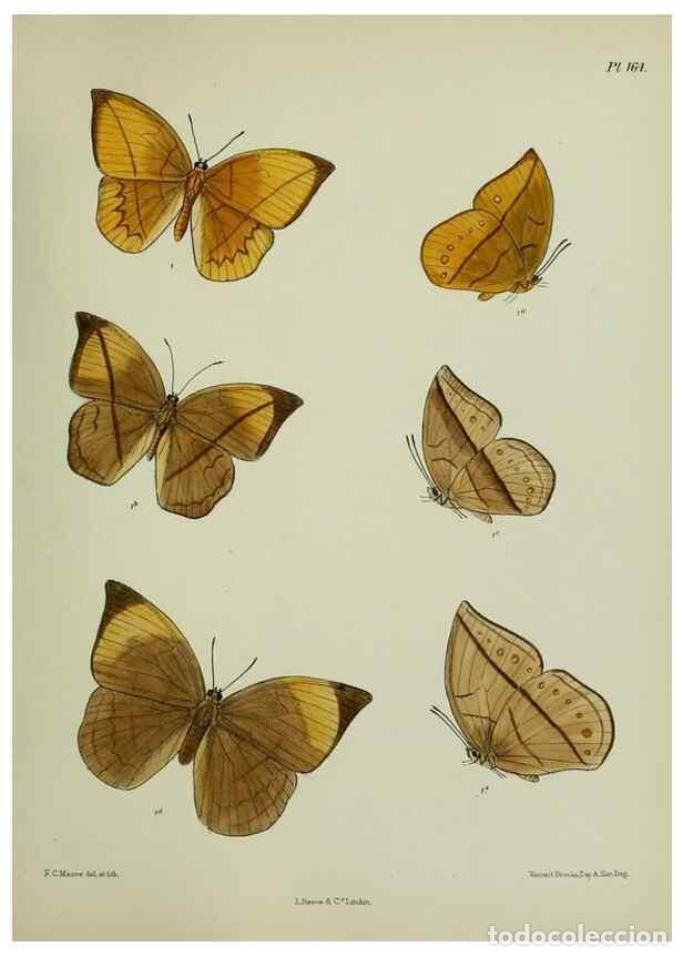 Sammeln von Zeitschriften und Zeitungen: Reproducci&oacute;n/Reproduction 25300033848: Lepidoptera indica.. London,1890-1913.. - Moore, Frederic,