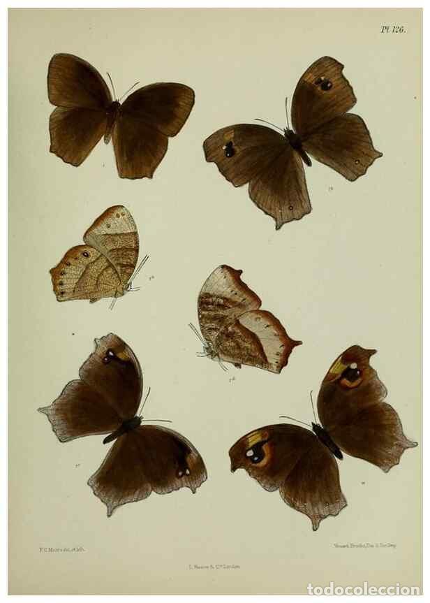 Collectionnisme de Revues et Journaux: Reproducci&oacute;n/Reproduction 24304603197: Lepidoptera indica.. London,1890-1913.. - Moore, Frederic,