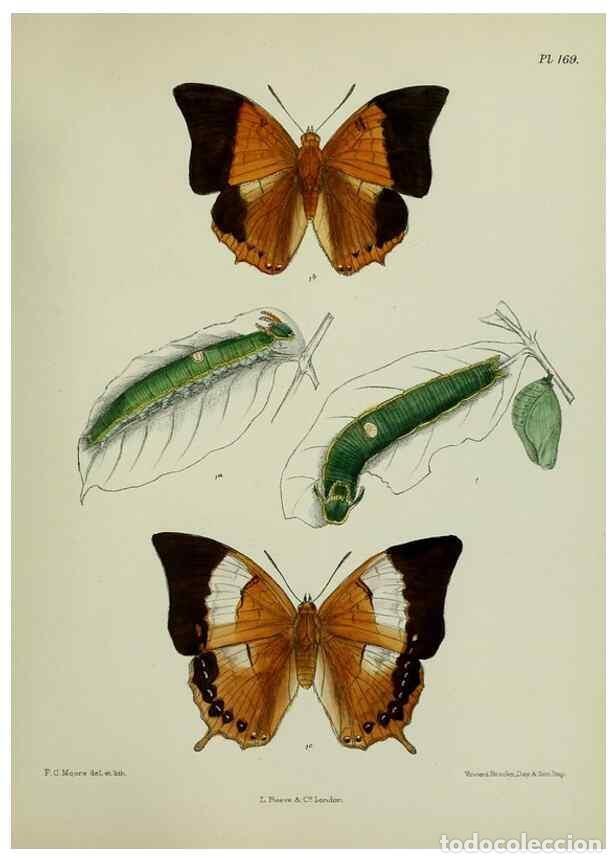 Sammeln von Zeitschriften und Zeitungen: Reproducci&oacute;n/Reproduction 25300054778: Lepidoptera indica.. London,1890-1913.. - Moore, Frederic,