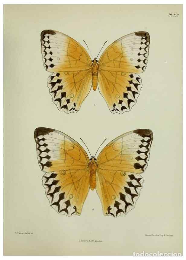 Colecionismo de Revistas e Jornais: Reproducci&oacute;n/Reproduction 27388227679: Lepidoptera indica.. London,1890-1913.. - Moore, Frederic,