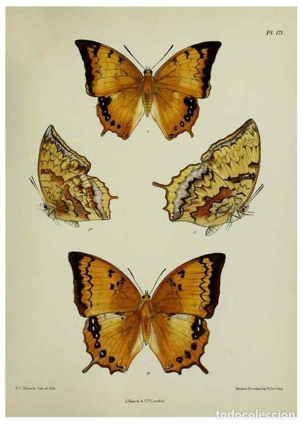 Collection Magazines and Newspapers: Reproducci&oacute;n/Reproduction 24304713447: Lepidoptera indica.. London,1890-1913.. - Moore, Frederic,